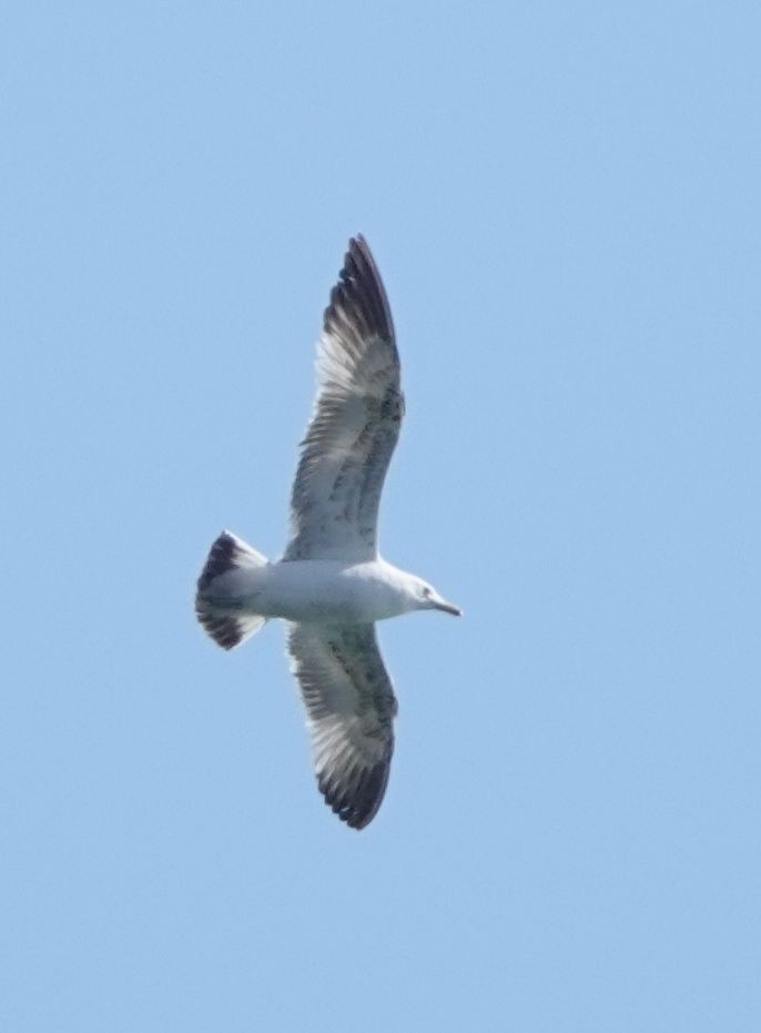 California Gull - Brad Rumble