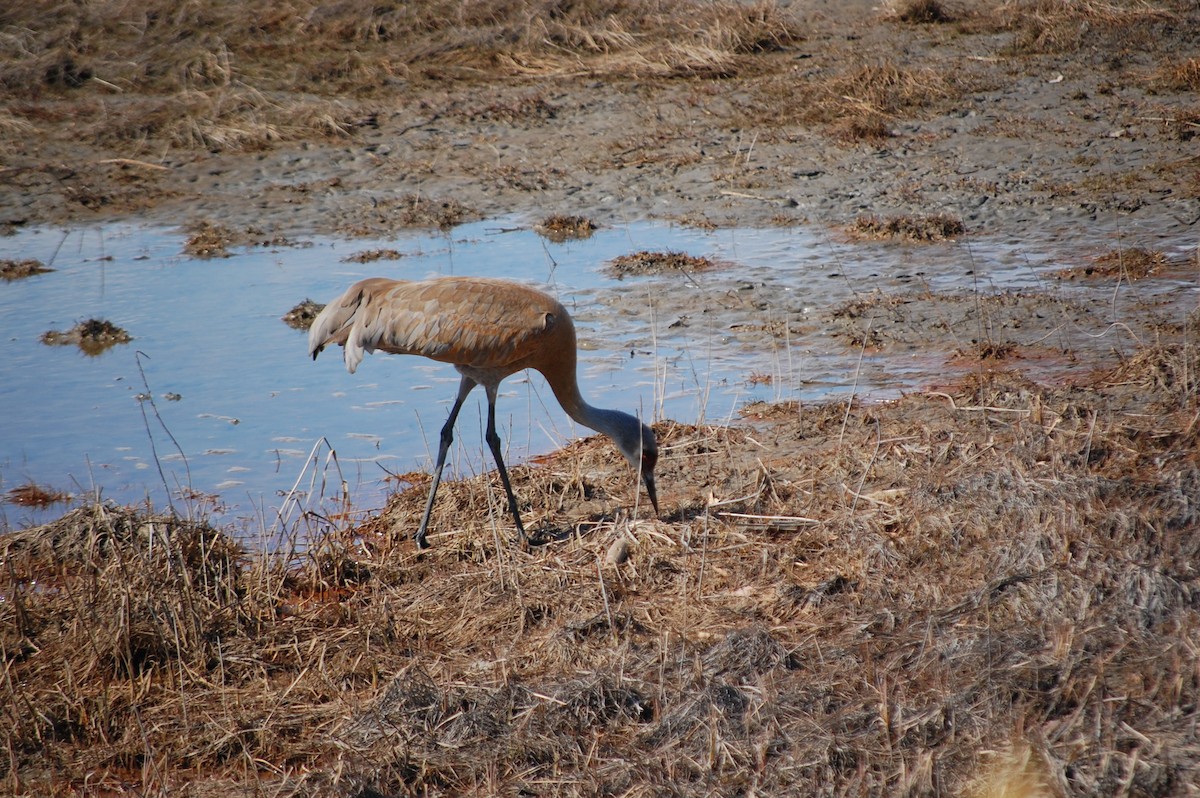 Sandhill Crane - ML448777541