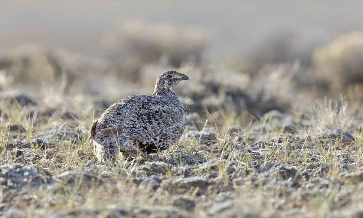 Greater Sage-Grouse - Timo Mitzen