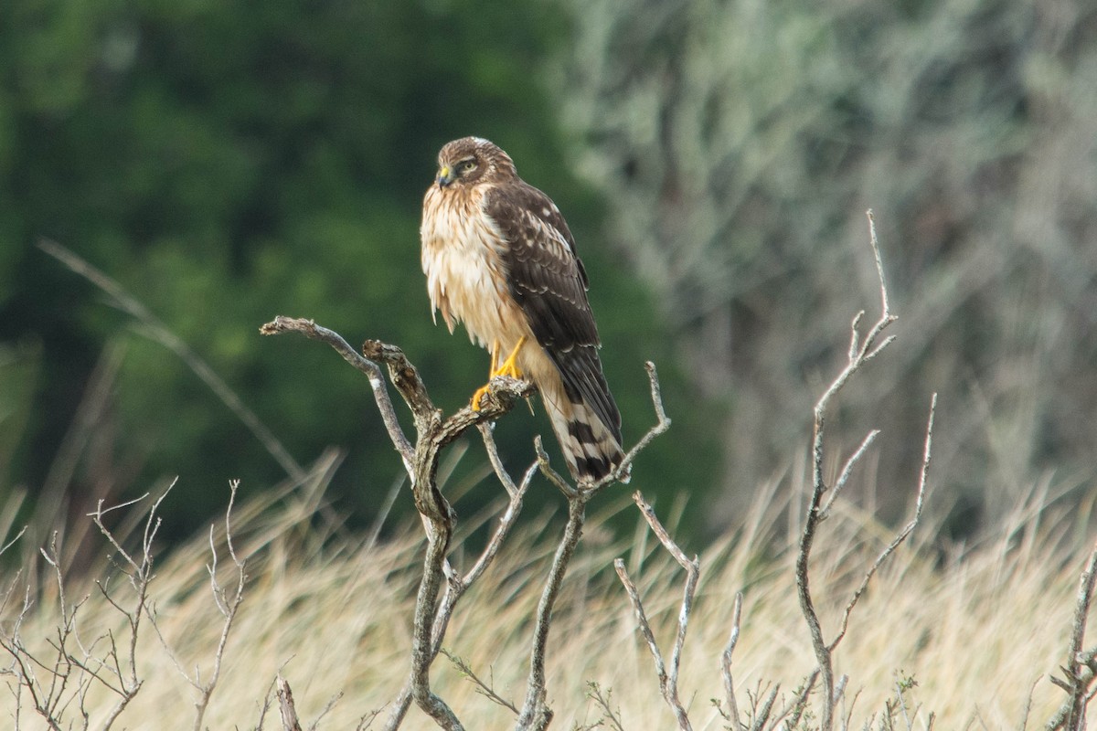 Northern Harrier - ML44877791