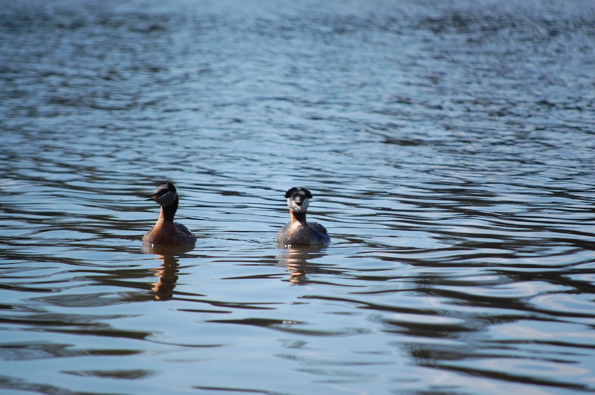 Red-necked Grebe - ML448778011