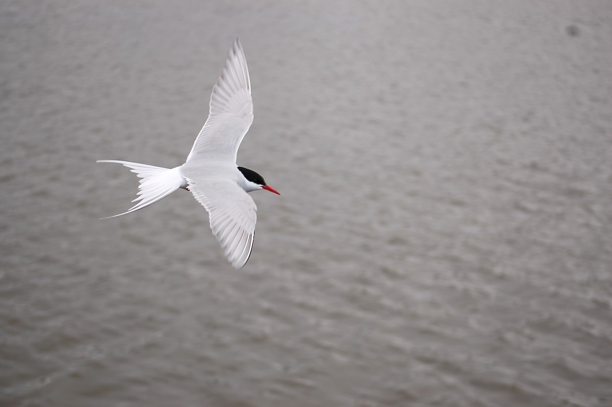 Arctic Tern - ML448778391