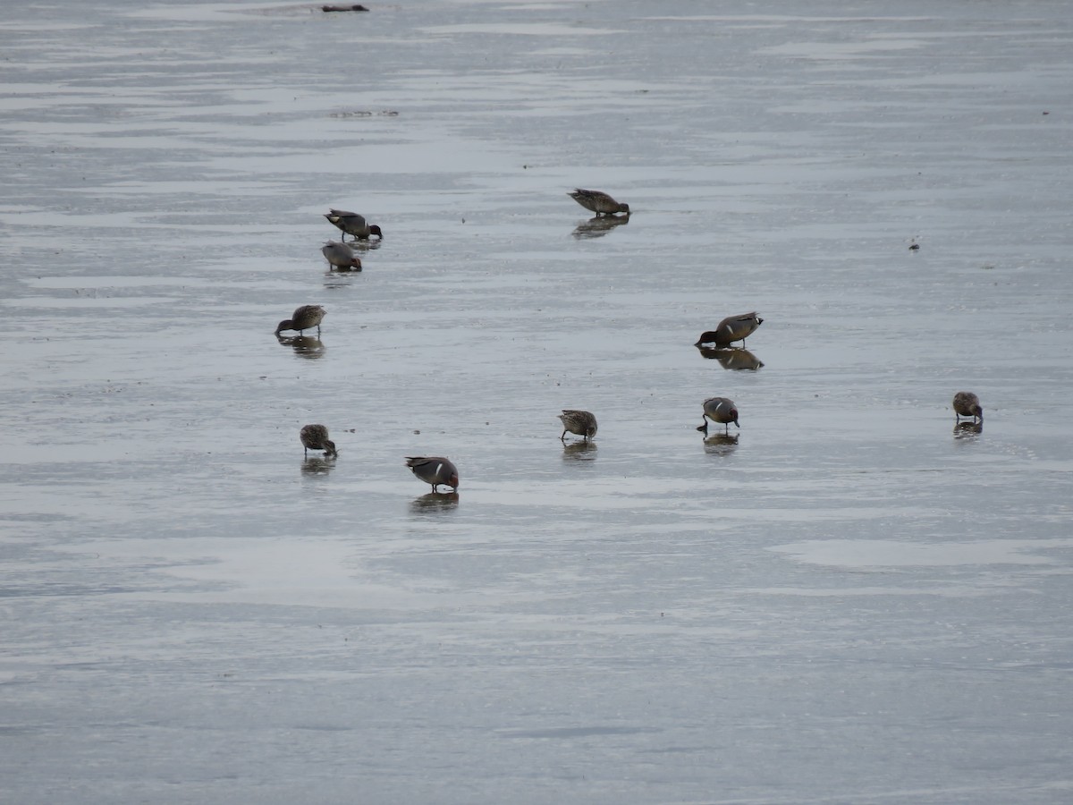 Green-winged Teal - ML448778591