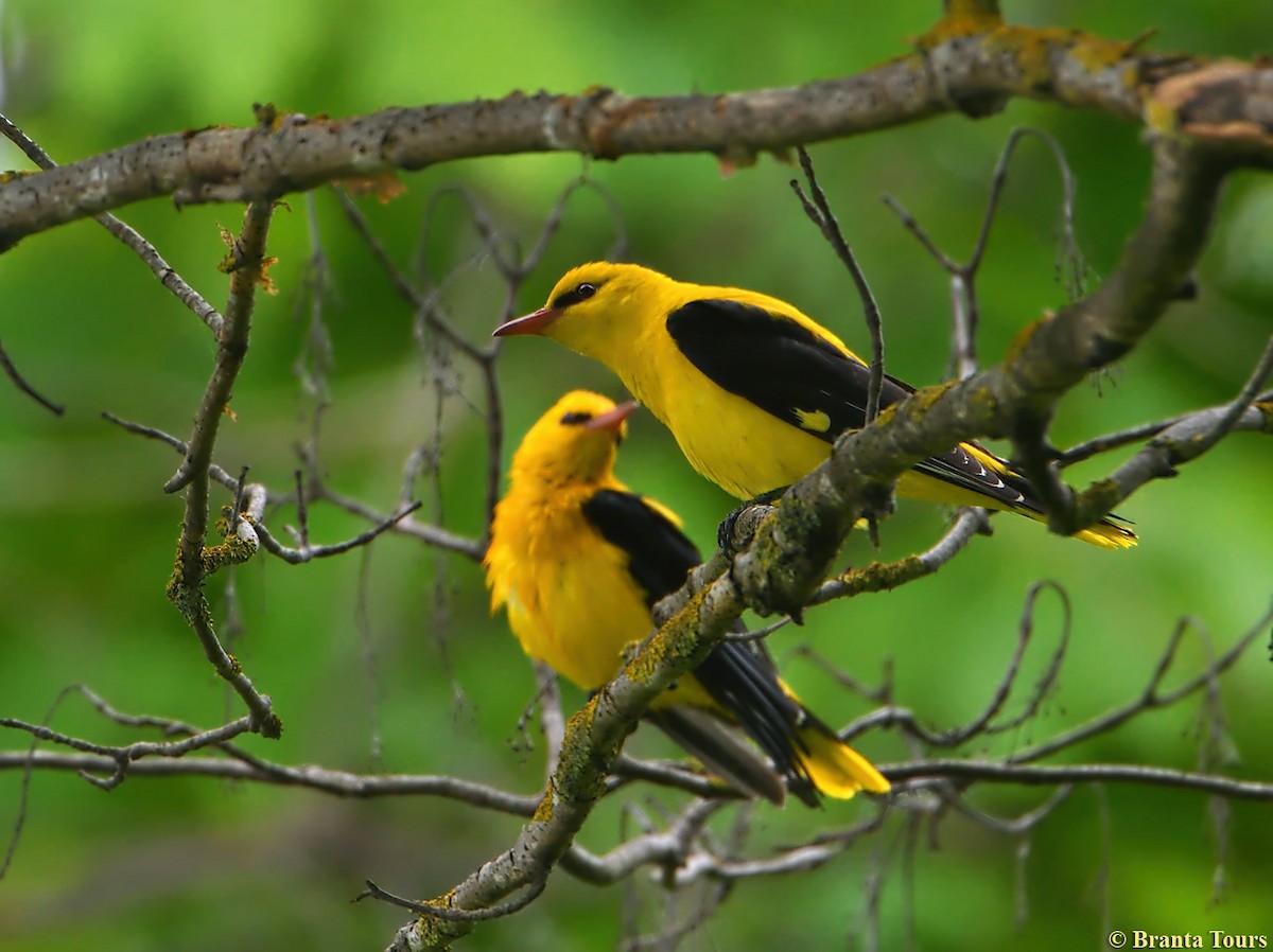 Eurasian Golden Oriole - ML448779051