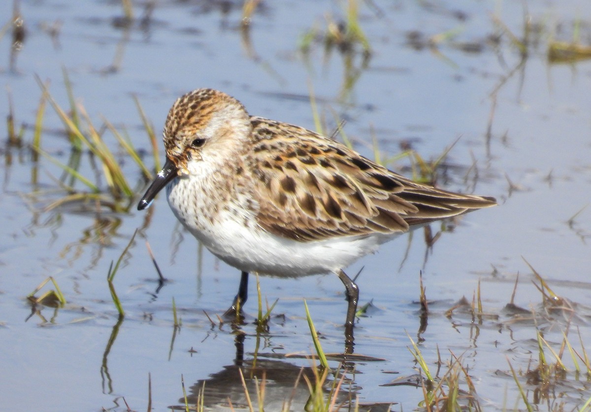 Semipalmated Sandpiper - Emily Grossman