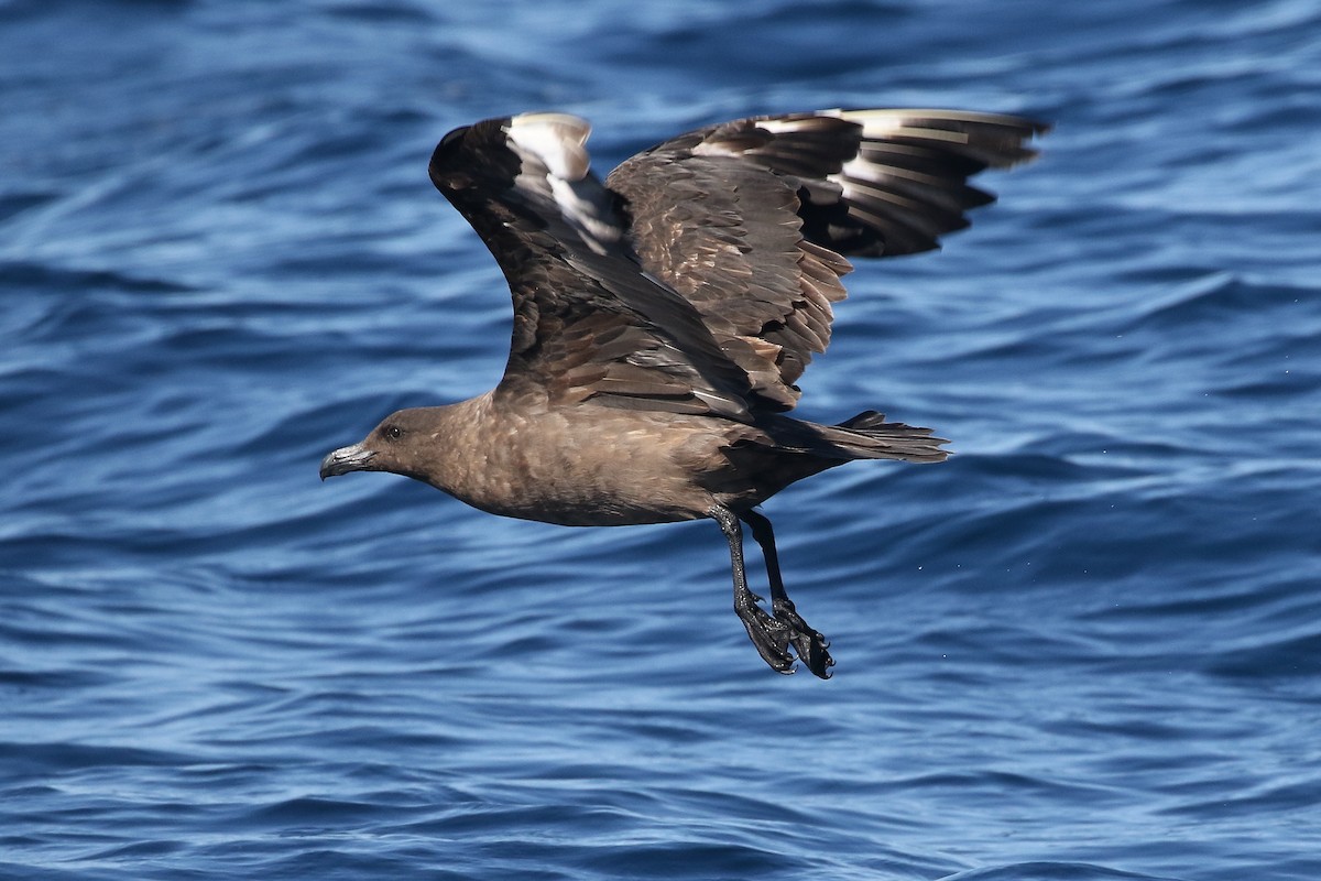 Brown Skua - ML448779911