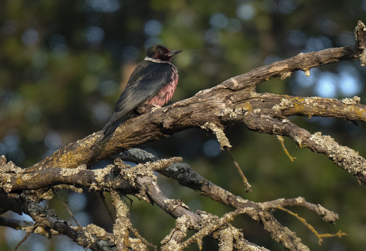 Lewis's Woodpecker - Linda Gal