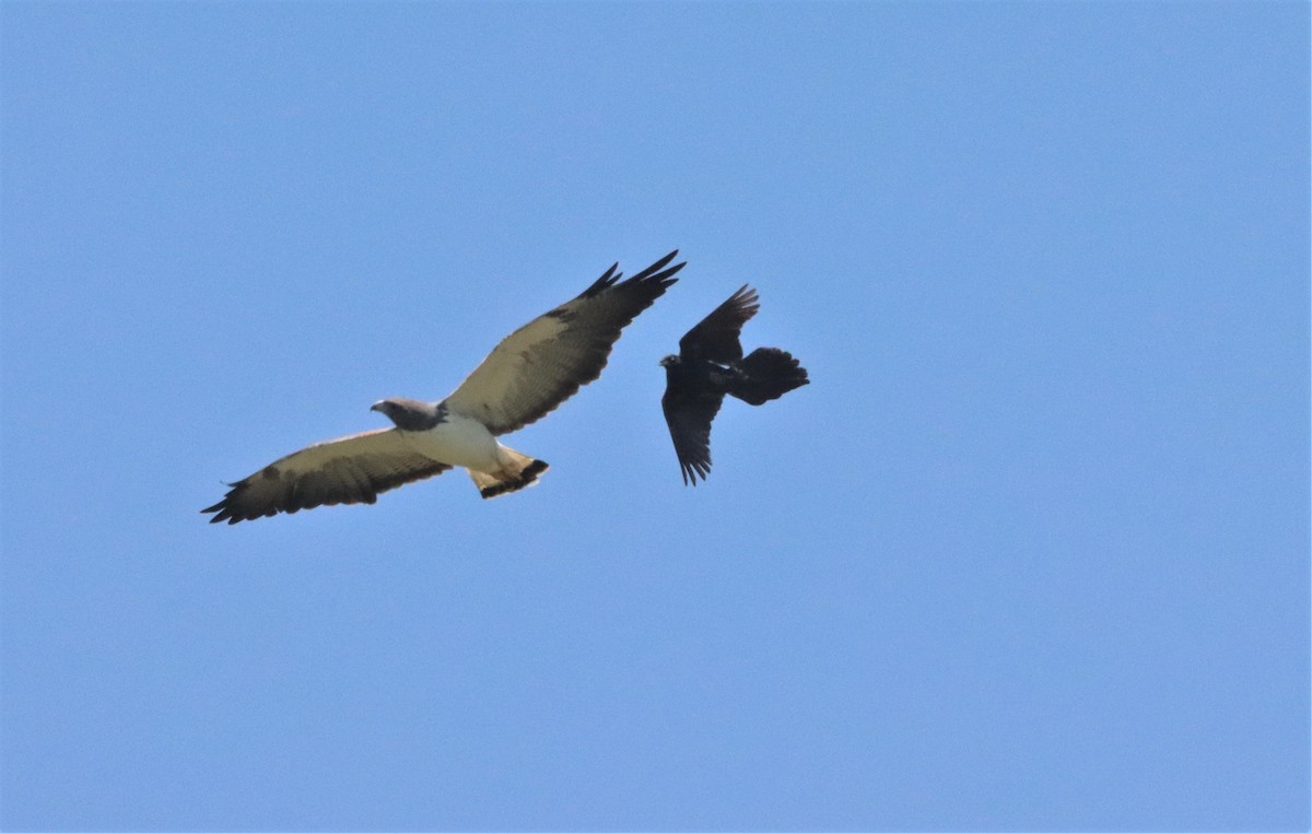 White-tailed Hawk - ML448781491