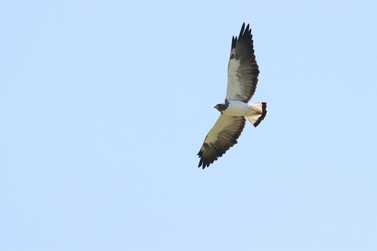 White-tailed Hawk - ML448781591