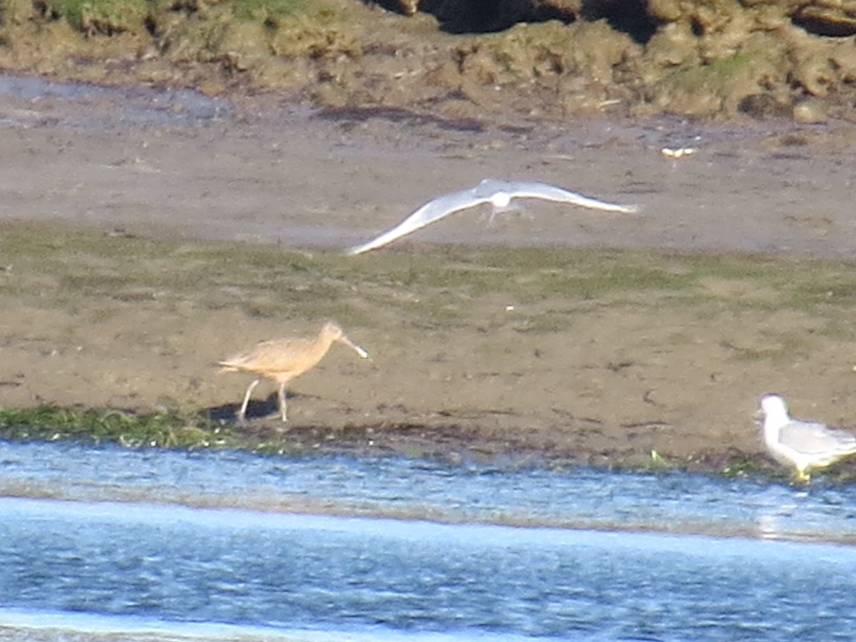 Marbled Godwit - ML44878251