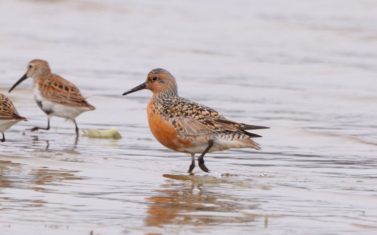 Red Knot - ML448784591