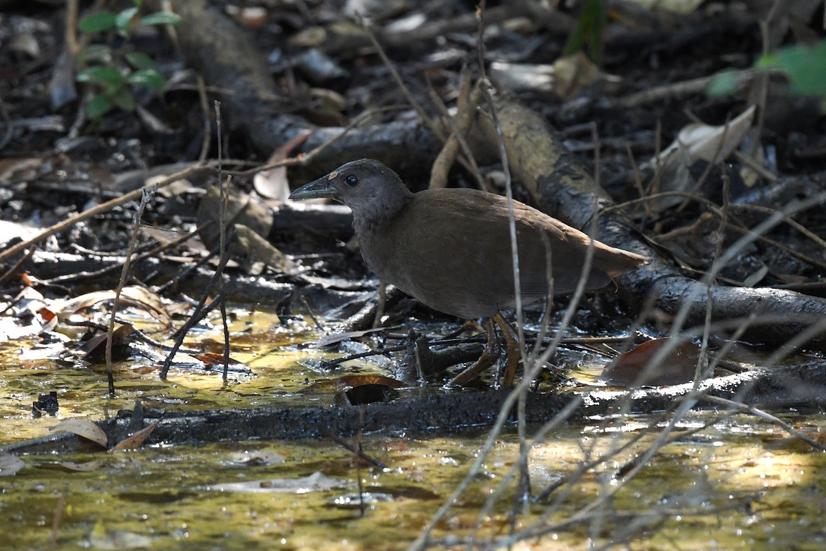 Pale-vented Bush-hen - ML448784761