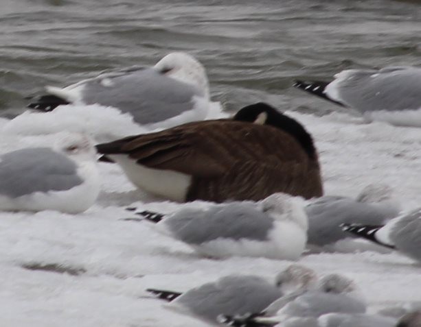 Canada Goose - Burke Korol