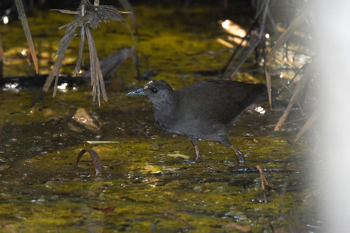 Pale-vented Bush-hen - Harn Sheng Khor