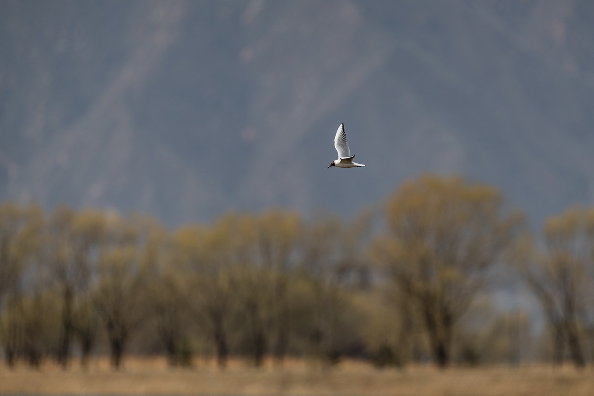 Black-headed Gull - ML448785371