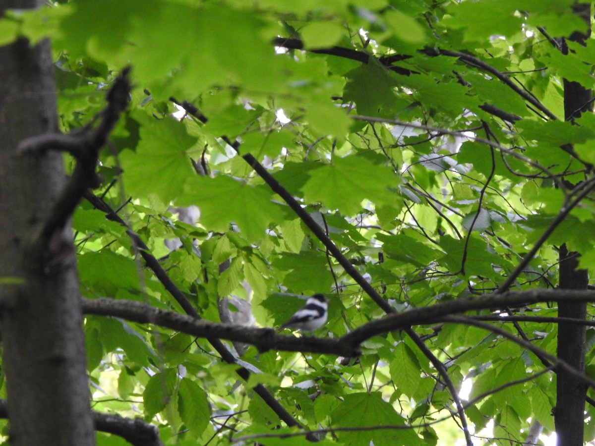 Collared Flycatcher - ML448787541