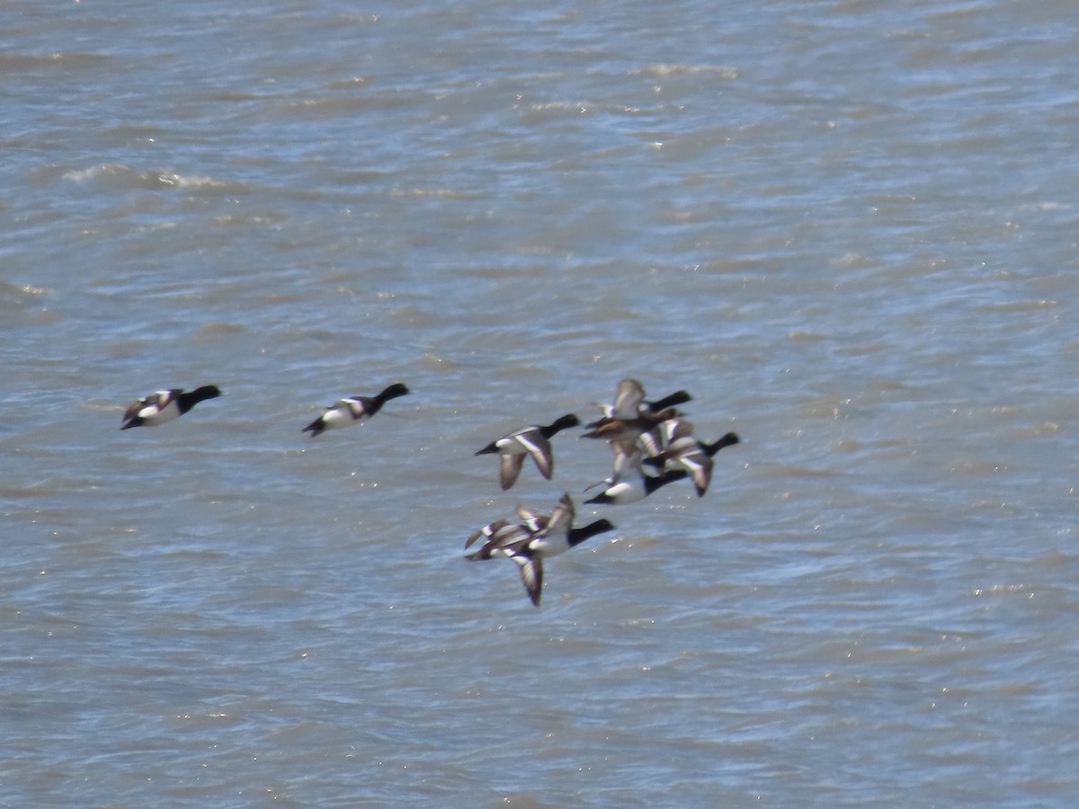 Greater Scaup - ML448788281