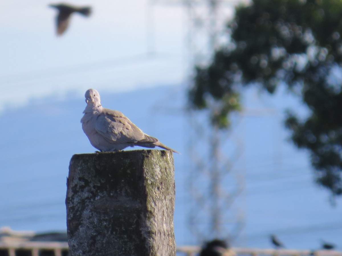 Eurasian Collared-Dove - ML44878941