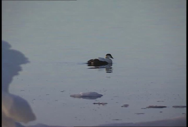 Common Eider - ML448790