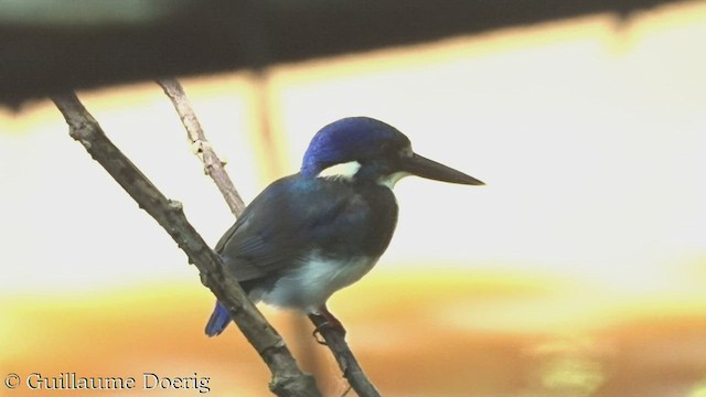 Little Kingfisher - ML448790971