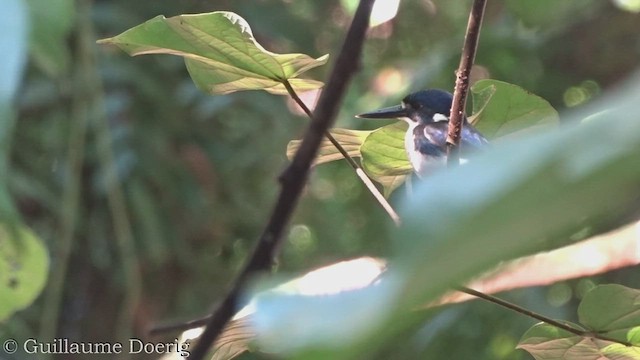 Little Kingfisher - ML448791131