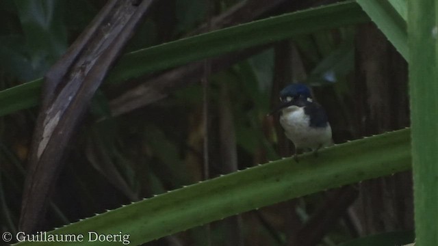 Martín Pescador Menudo - ML448791441