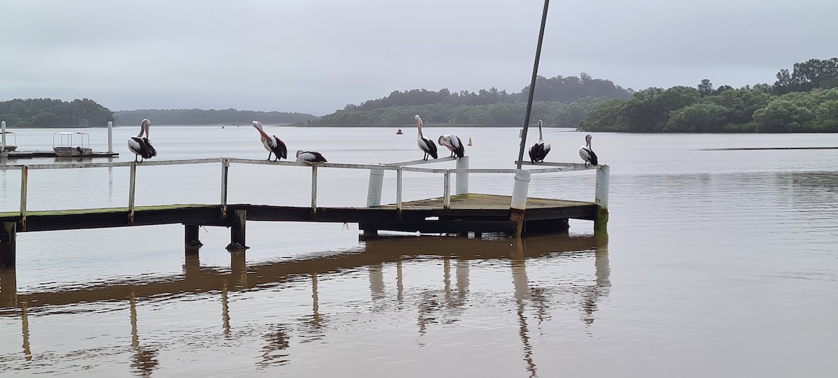 Australian Pelican - ML448793321