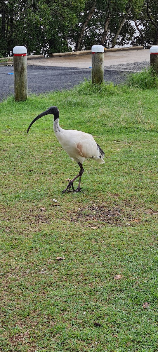 ibis australský - ML448793351