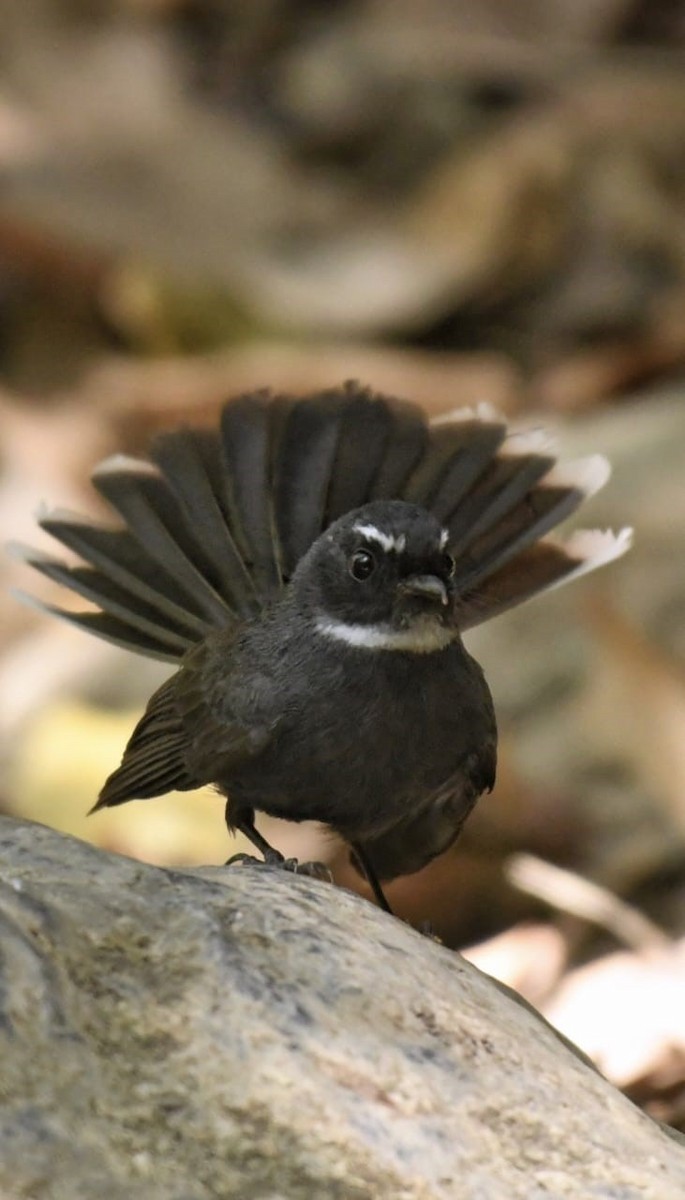 White-throated Fantail - ML448793401