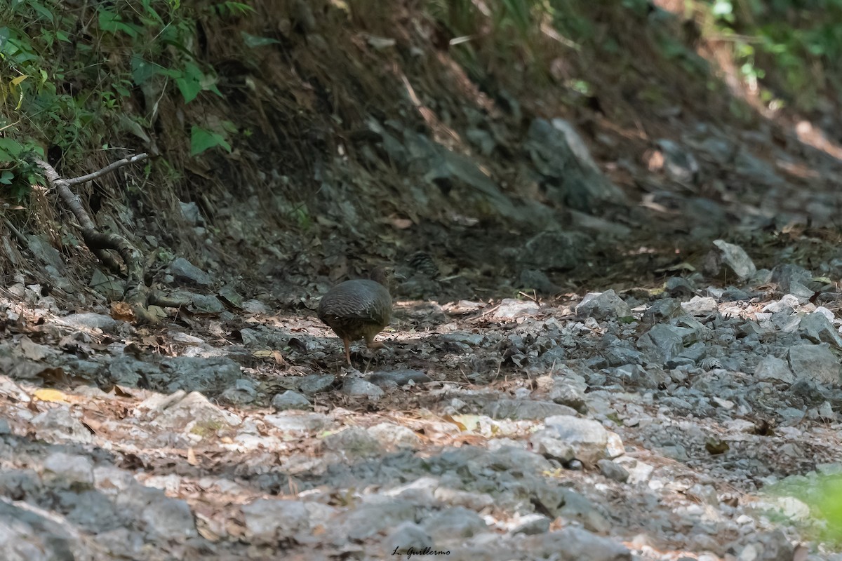 Thicket Tinamou - ML448793501