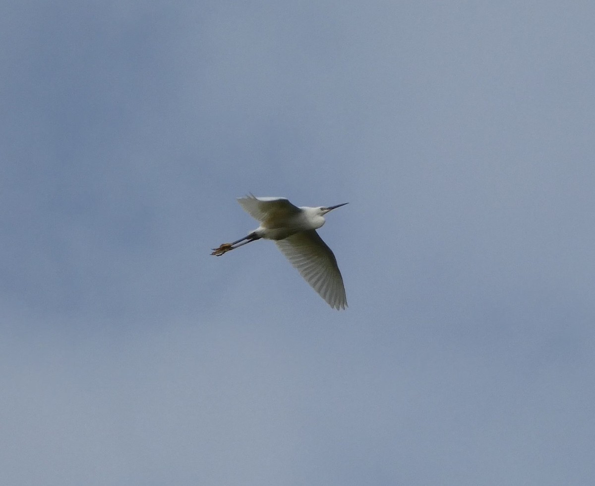 Little Egret (Western) - ML448794631