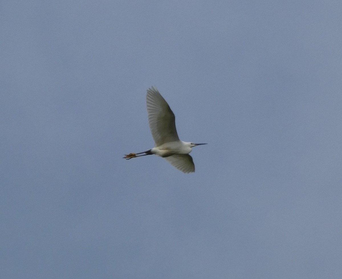 Little Egret (Western) - ML448794641