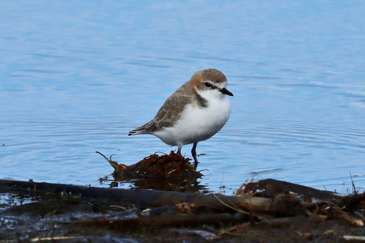 Red-capped Plover - Robert Hamilton