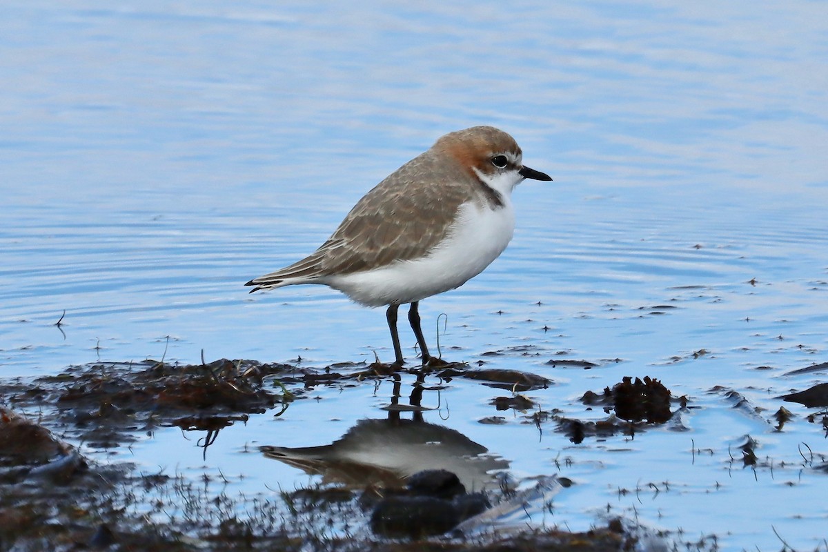 Red-capped Plover - Robert Hamilton