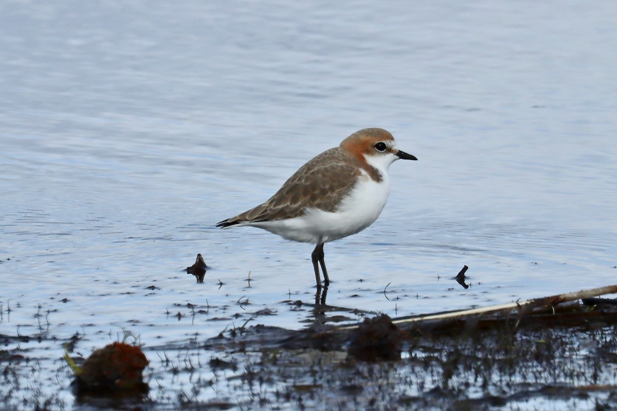 Red-capped Plover - Robert Hamilton