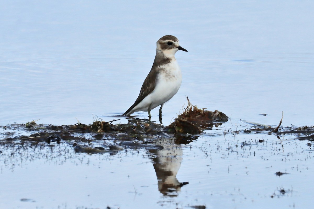 Double-banded Plover - Robert Hamilton