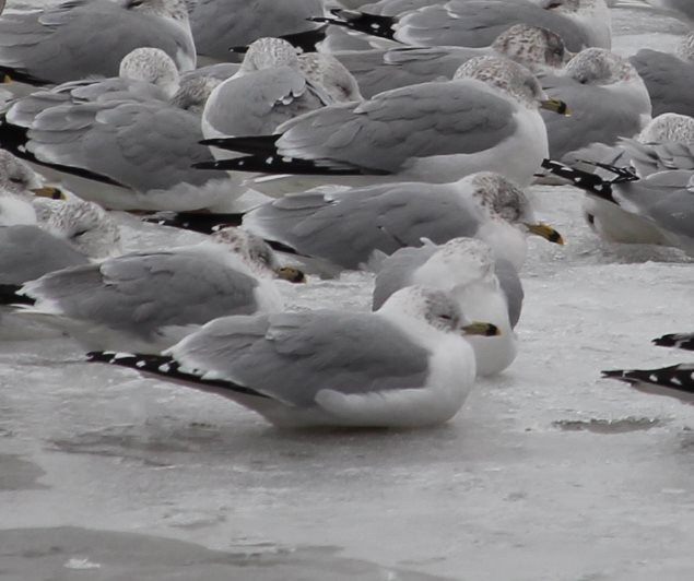 Ring-billed Gull - Burke Korol