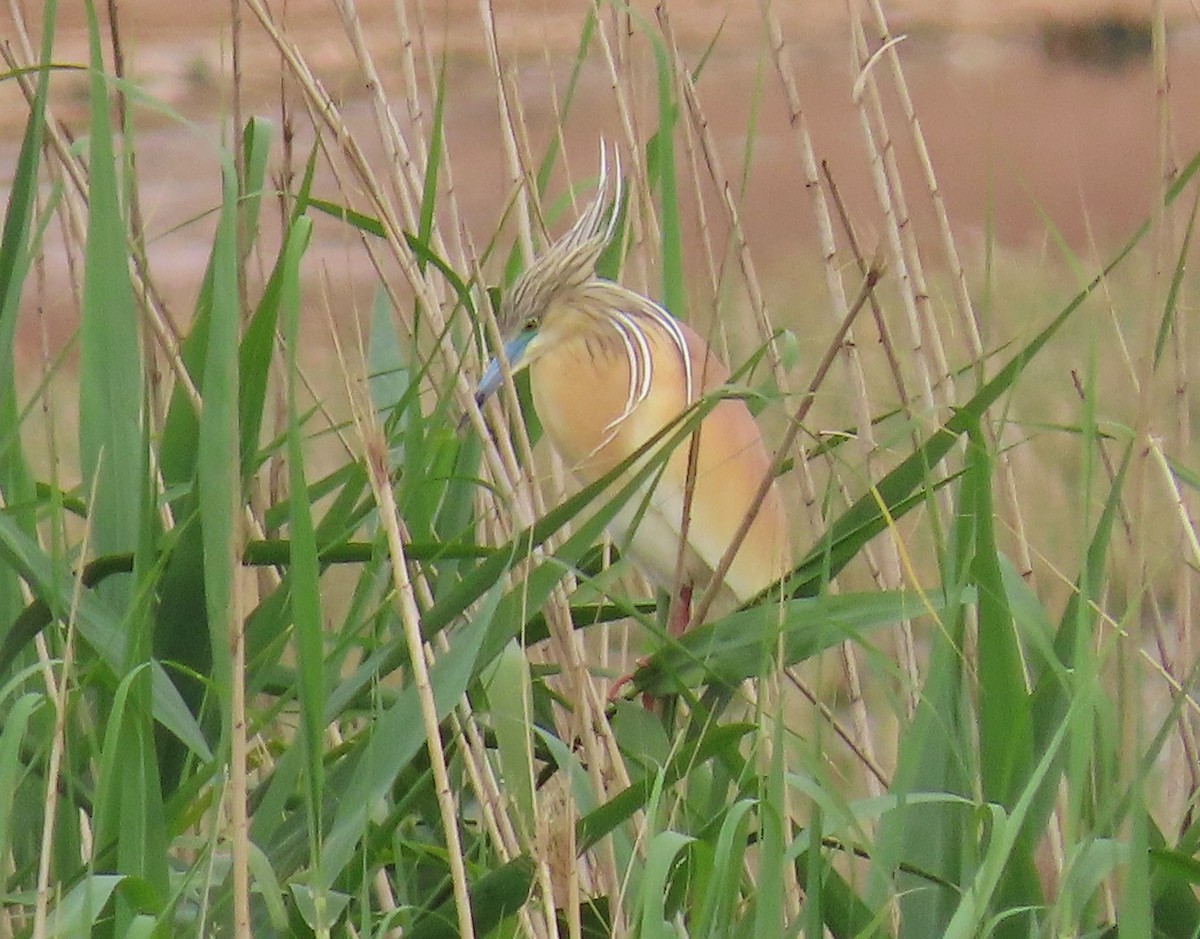 Squacco Heron - George Daoud