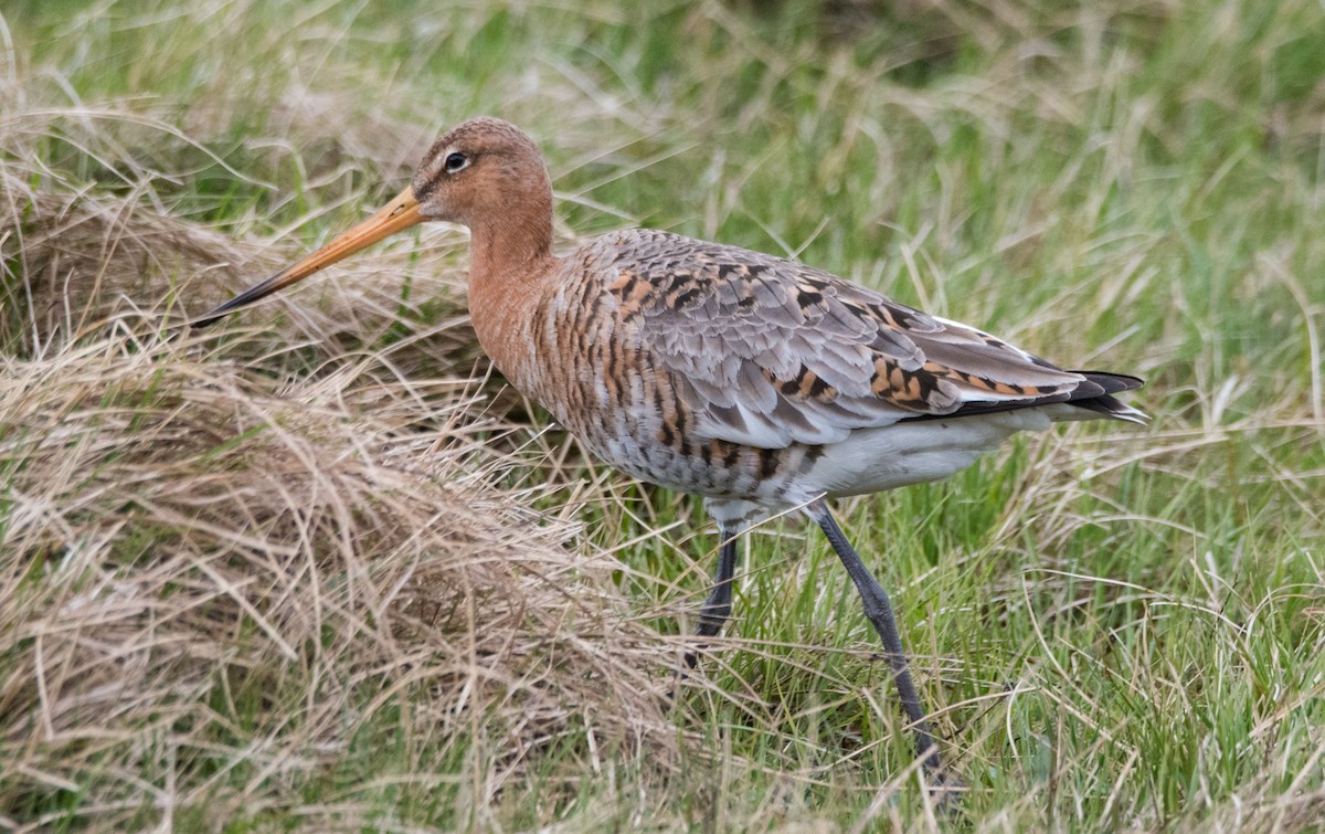 Black-tailed Godwit - ML448800031