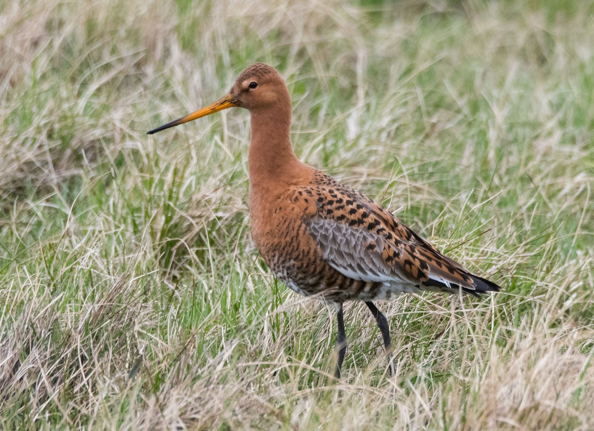 Black-tailed Godwit - ML448800071