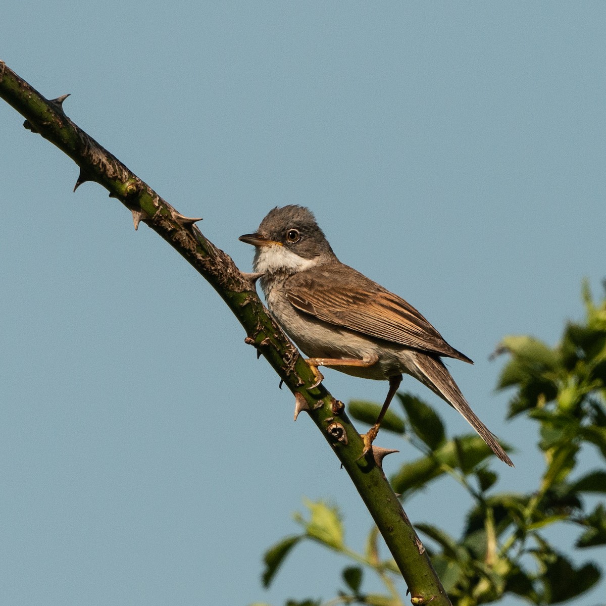 Greater Whitethroat - ML448800191