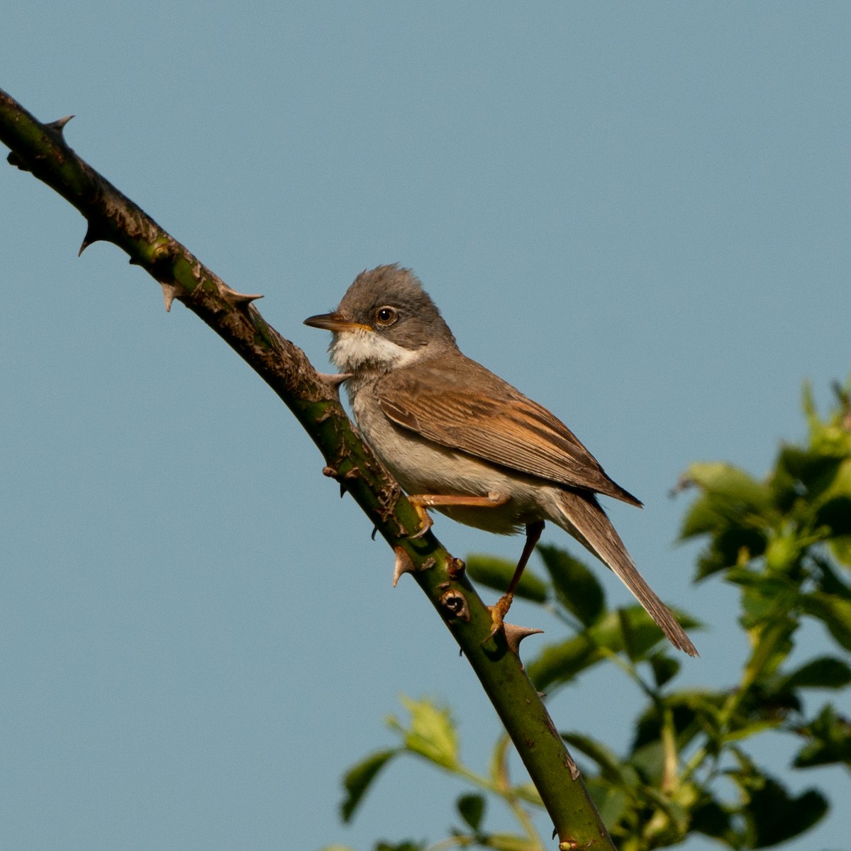 Greater Whitethroat - ML448800201