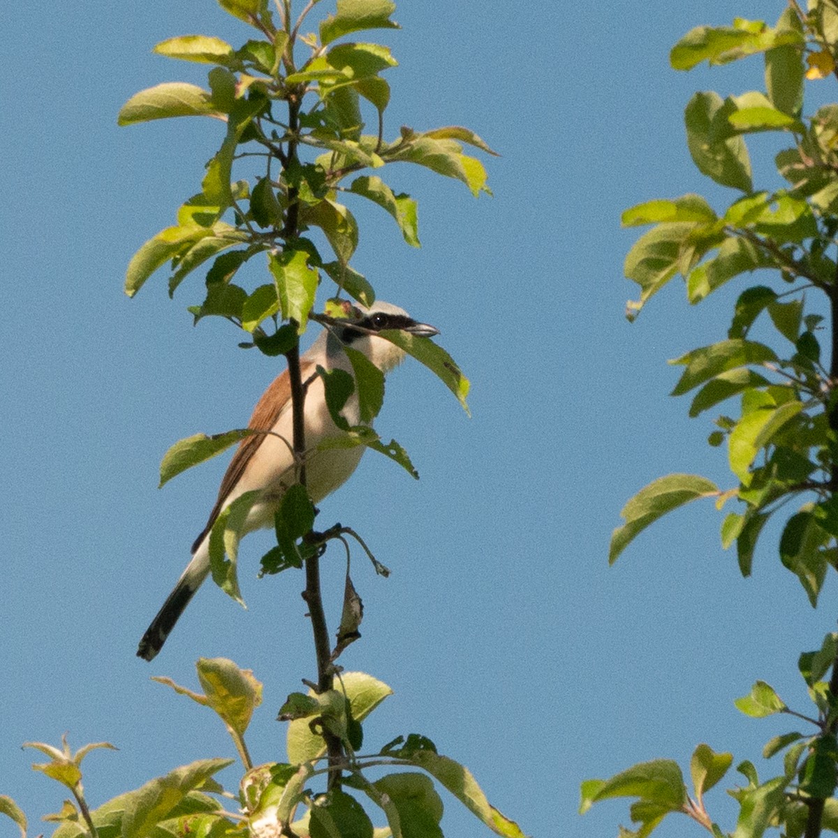 Pie-grièche écorcheur - ML448800371