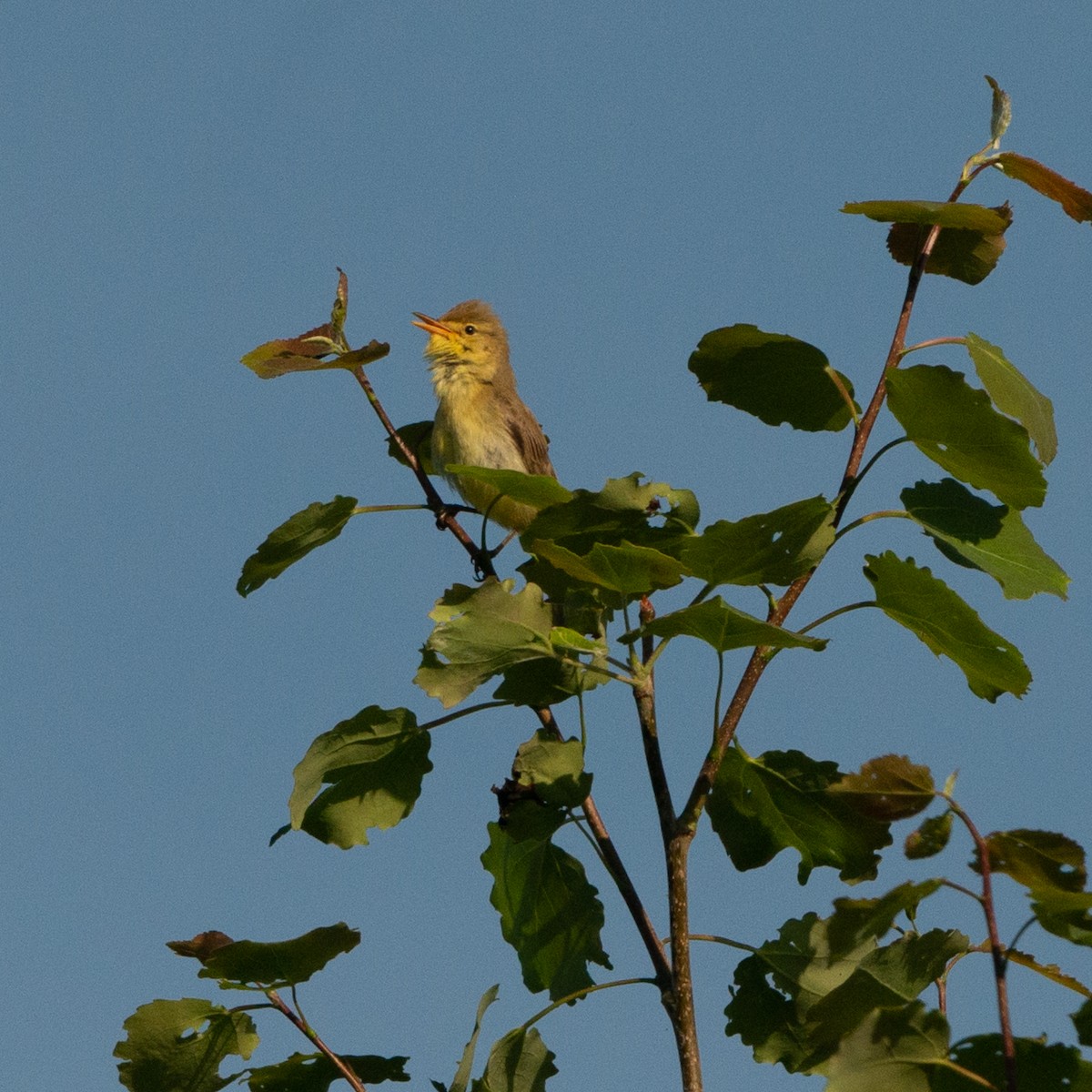 Melodious Warbler - ML448800401