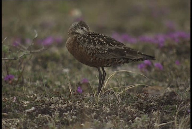 Hudsonian Godwit - ML448802