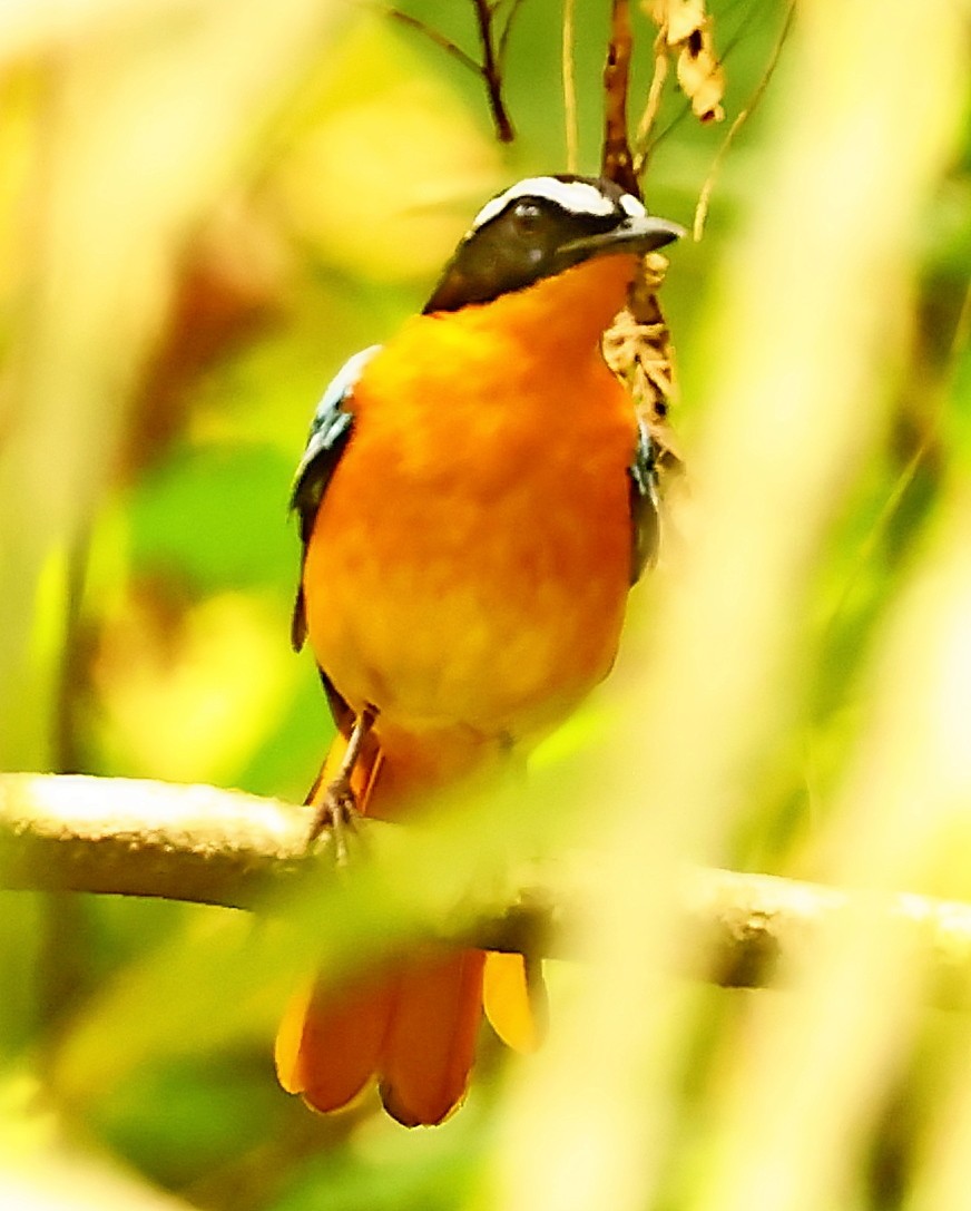 Blue-shouldered Robin-Chat - ML448804001