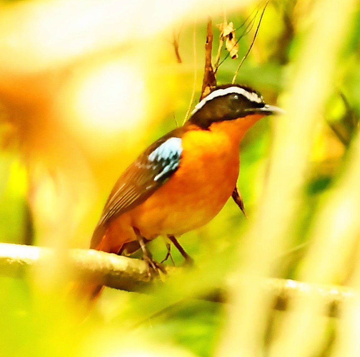 Blue-shouldered Robin-Chat - Maciej  Kotlarski