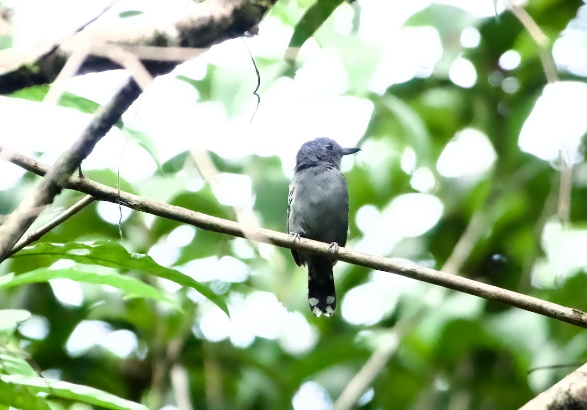 Black-crowned Antshrike - ML448804331