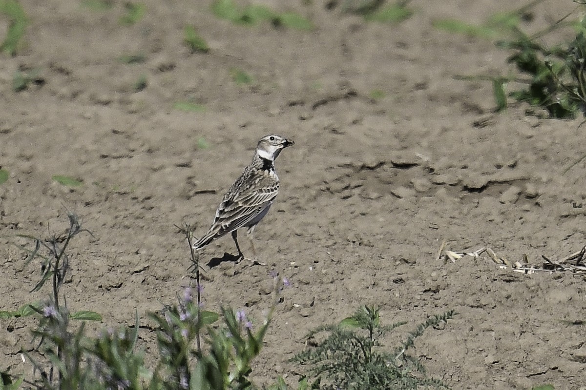 Calandra Lark - ML448805991