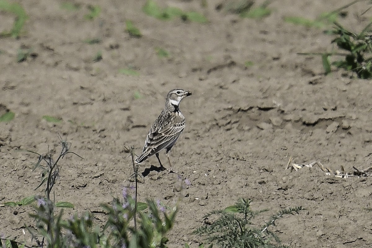 Calandra Lark - ML448806031